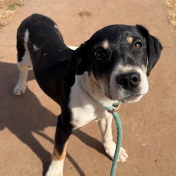 Labrador Retriever and Rottweiler Dogs Available for Adoption - Jane | PetCurious