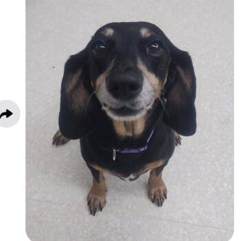 Hilde -  Miniature Dachshund and Mixed Breed Dog for Adoption in Spring Hill, Kansas - Hilde | PetCurious