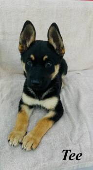 Tee -  German Shepherd Dog and Pit Bull Terrier Dog for Adoption in Pleasant Hill, California - Tee | PetCurious