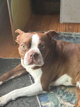 Wally -  Boston Terrier Dog for Adoption in Penryn, California - Wally | PetCurious