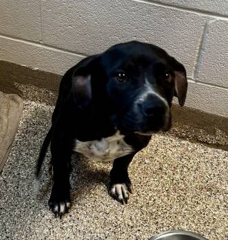 Pit Bull Terrier Dogs Available for Adoption - Sludge | PetCurious