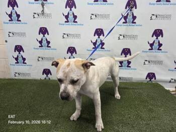 Pit Bull Terrier Dogs Available for Adoption - GUPPY | PetCurious