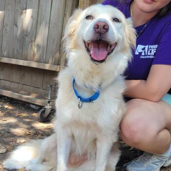 Angel Grace -  Mixed Breed Dog for Adoption in Houston, Texas - Angel Grace | PetCurious