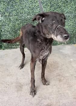 61354732 -  Mixed Breed Dog for Adoption in El Paso, Texas - 61354732 | PetCurious