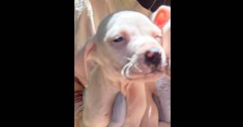Cody (GA) -  Pit Bull Terrier Dog for Adoption in New York, New York - Cody (GA) | PetCurious