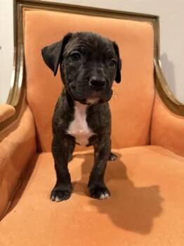 STITCH -  Pit Bull Terrier and Mixed Breed Dog for Adoption in Colorado Springs, Colorado - STITCH | PetCurious