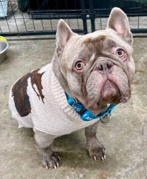 Rescue French Bulldog Dogs for Adoption in Blaine, Minnesota - Shrek | PetCurious