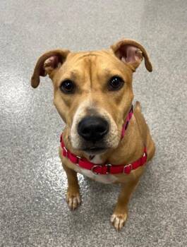 Star -  Mixed Breed Dog for Adoption in Neenah, Wisconsin - Star | PetCurious