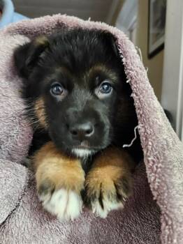 Mixed Breed Dogs Available for Adoption - Homer | PetCurious