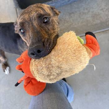 NOVA -  Dutch Shepherd and Pit Bull Terrier Dog for Adoption in Joshua Tree, California - NOVA | PetCurious