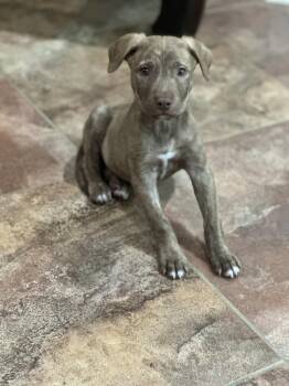 Eeny -  Labrador Retriever and American Staffordshire Terrier Dog for Adoption in Sedalia, Colorado - Eeny | PetCurious