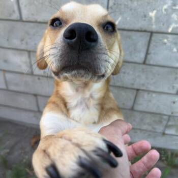 FRANCIS -  Labrador Retriever and Beagle Dog for Adoption in Camarillo, California - FRANCIS | PetCurious