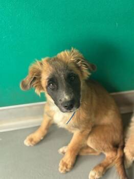 A255787 -  German Shepherd Dog and Mixed Breed Dog for Adoption in Visalia, California - A255787 | PetCurious