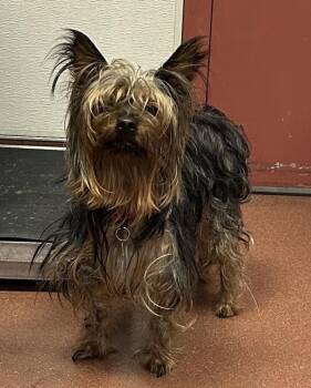 Yorkshire Terrier Dogs Available for Adoption - Oscar | PetCurious