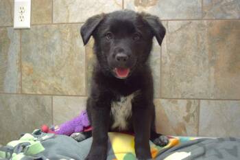 Australian Cattle Dog Blue Heeler Dogs Available for Adoption - Paris | PetCurious