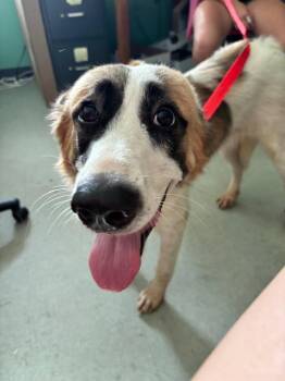 Bailey Stray Hold Until 7/14 -  Mixed Breed Dog for Adoption in Danielsville, Georgia - Bailey Stray Hold Until 7/14 | PetCurious