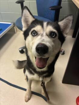 Winter -  Husky Dog for Adoption in Kalamazoo, Michigan - Winter | PetCurious