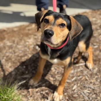 Beagle Dogs Available for Adoption in Chicago, Illinois - Chopper | PetCurious