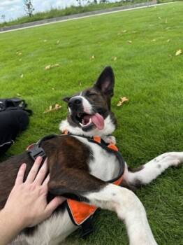 Rescue Mixed Breed Dogs for Adoption in Houston, Texas - ZOEY | PetCurious