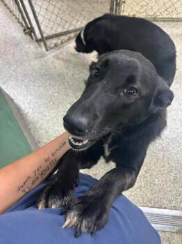 BearCub -  Australian Shepherd and Labrador Retriever Dog for Adoption in Parsons, West Virginia - BearCub | PetCurious