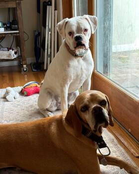 Boxer Dogs Available for Adoption in Middlesex, New Jersey - Remi | PetCurious