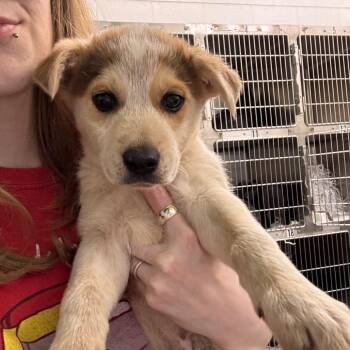 Australian Cattle Dog Blue Heeler and Terrier Dogs Available for Adoption in Montgomery, Alabama - Shaggy Rogers | PetCurious