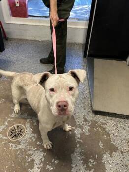 Pit Bull Terrier Dogs Available for Adoption in Mobile, Alabama - Janice | PetCurious