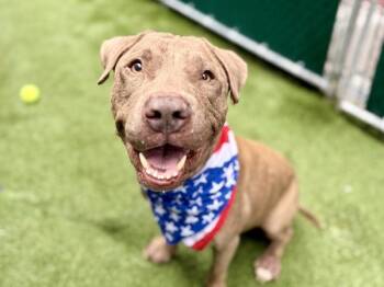 Gerry -  Mixed Breed Dog for Adoption in New York, New York - Gerry | PetCurious