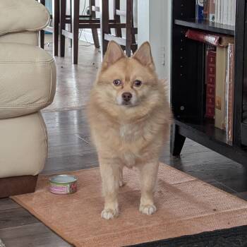 Percy - Special Circumstances Adoption Program -  Pomsky Dog for Adoption in St. Thomas, Ontario - Percy - Special Circumstances Adoption Program | PetCurious