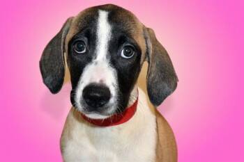 MOCHI -  Labrador Retriever and Mixed Breed Dog for Adoption in Fort Lauderdale, Florida - MOCHI | PetCurious