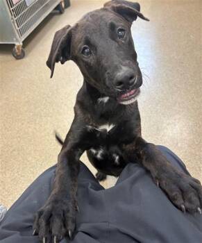 Labrador Retriever and Mixed Breed Dogs Available for Adoption in Fort Myers, Florida - OLIVE | PetCurious