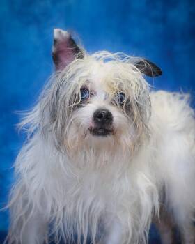 Maltese and Yorkshire Terrier Dogs Available for Adoption - JUDE (0422) | PetCurious
