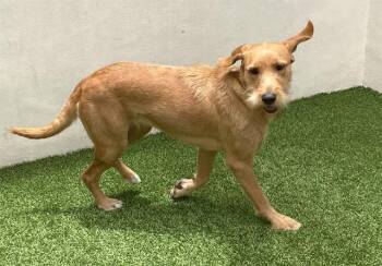 CARMELA -  Wirehaired Pointing Griffon and Mixed Breed Dog for Adoption in Fort Lauderdale, Florida - CARMELA | PetCurious