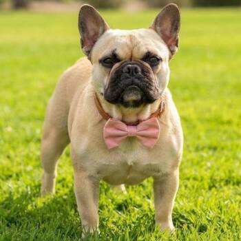 Daffodil the Potato -  French Bulldog Dog for Adoption in Las Vegas, Nevada - Daffodil The Potato | PetCurious
