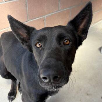 Joy -  Labrador Retriever and Mixed Breed Dog for Adoption in Goleta, California - Joy | PetCurious