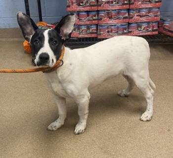 Rescue Mixed Breed Dogs for Adoption in Chamblee, Georgia - Mickie | PetCurious