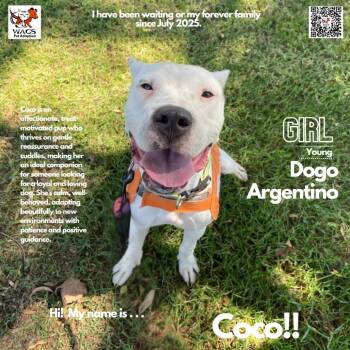 Coco -  Dogo Argentino Dog for Adoption in Westminster, California - Coco | PetCurious