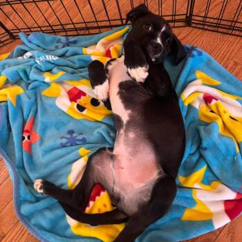 Terrier and Mixed Breed Dogs Available for Adoption - Nitro | PetCurious