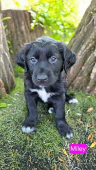 Miley -  Labrador Retriever and Flat Coated Retriever Dog for Adoption in Duluth, Minnesota - Miley | PetCurious
