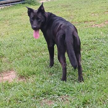 Roxy -  Shepherd and Mixed Breed Dog for Adoption in Fayetteville, Arkansas - Roxy | PetCurious