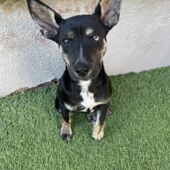 Mixed Breed Dogs Available for Adoption in Las Vegas, Nevada - Pizookie | PetCurious