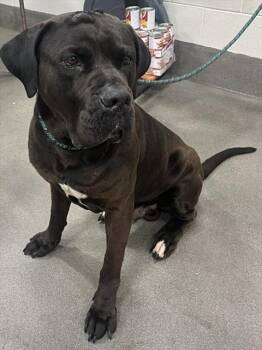 CHICAGO -  Cane Corso and Mixed Breed Dog Available for Adoption - CHICAGO | PetCurious