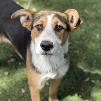 Hound Dogs Available for Adoption in Red Bluff, California - June | PetCurious