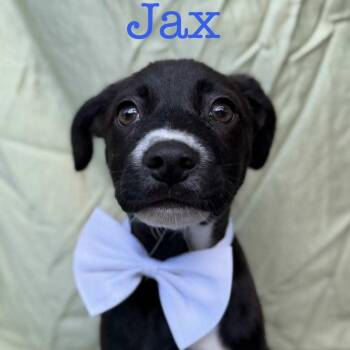 Labrador Retriever Dogs Available for Adoption - Jax | PetCurious