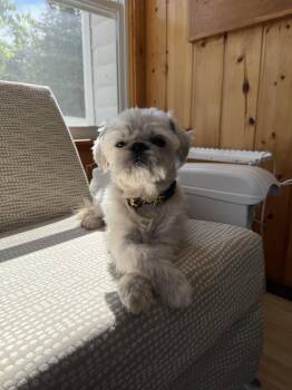 SCOUT -  Shih Tzu Dog for Adoption in Eden Prairie, Minnesota - SCOUT | PetCurious