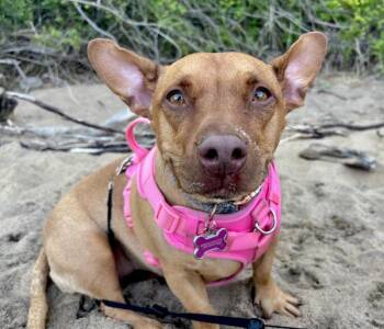 Dachshund Dogs Available for Adoption in Manassas, Virginia - Coco (MD) | PetCurious