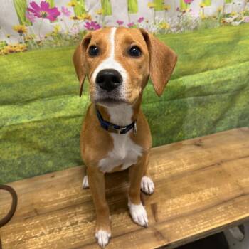 Mayzie -  Beagle and Mixed Breed Dog for Adoption in Normal, Illinois - Mayzie | PetCurious