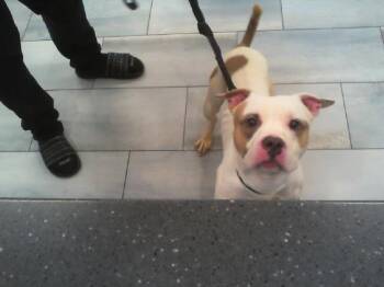 A1269298 -  Pit Bull Terrier Dog for Adoption in Charlotte, North Carolina - A1269298 | PetCurious
