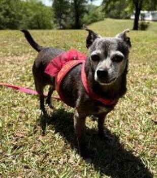 Chihuahua Dogs Available for Adoption in Attalla, Alabama - Cupcake | PetCurious