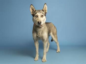 Siberian Husky Dogs Available for Adoption in Phoenix, Arizona - PRINCESS MCFLURRY | PetCurious